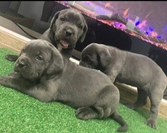 Szczenięta Cane Corso potrzebują domu.
