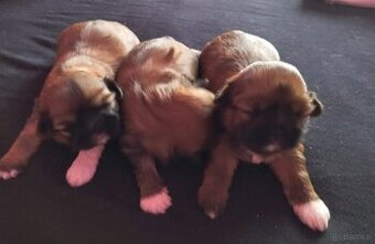 Rezerwacja shih tzu