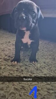 Szczeniak rasy Amstaff
