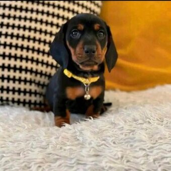 Szczenięta jamników potrzebują domu.