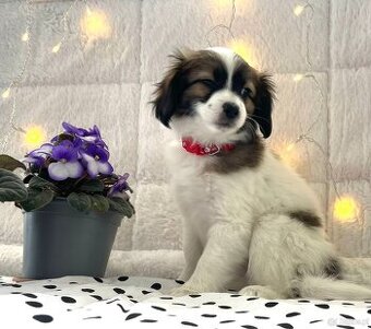 spaniel kontynentalny miniaturowy, phalene, nie papillon
