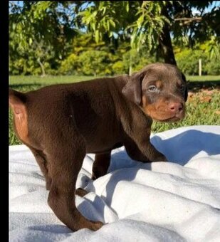 Szczenięta dobermana potrzebują domu.