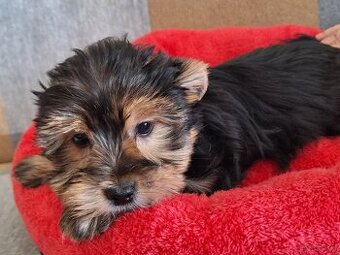 Piesek York Black Tan