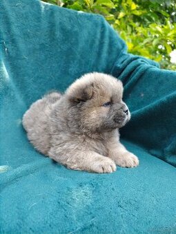 Wzorcowe Chow Chow Czał Czał rodzice FCI
