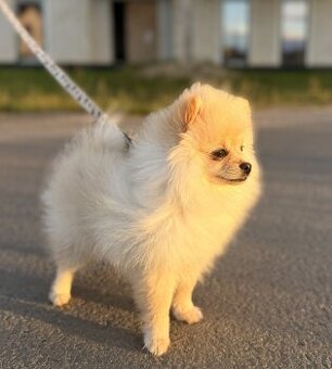 Szpic miniaturowy pomeranian