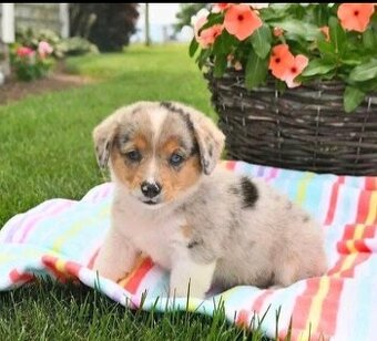 Szczenięta owczarka australijskiego potrzebują domu.