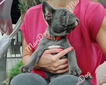 Buldog francuski BLUE szczeniak pies piesek suczka RODOWÓD