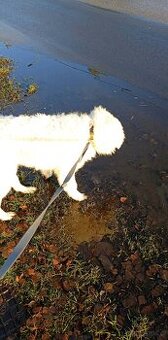 Owczarek podhalański szczeniak rodowód