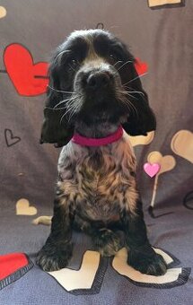 Coker Spaniel Angielski