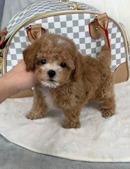 Szczenięta rasy maltipoo potrzebują domu.