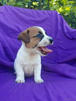 Jack Russell terrier JRT rodzice FCI - 1
