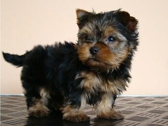 Szczenięta Yorkshire Terrier na sprzedaż