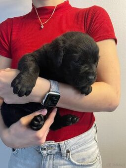 Szczenięta Cane Corso z FCI