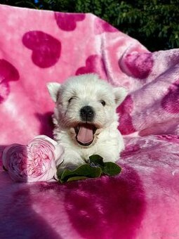 Wzorcowa suczka West highland white terrier ojciec FCI - 1
