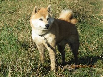 Dwoje szczeniąt Shiba Inu ur.07.08.2026r.