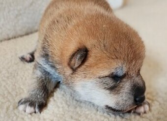 Dwoje szczeniąt Shiba Inu ur.07.08.2026r.