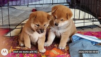 Dwoje szczeniąt Shiba Inu ur.07.08.2026r.