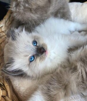 Rasowe kocięta Ragdoll