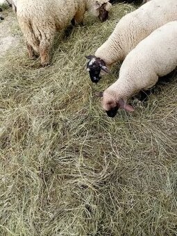 Baranki do Twojego ogródka