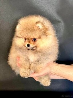 Pomeranian spitz