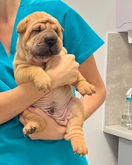 Szczenięta rasy shar pei