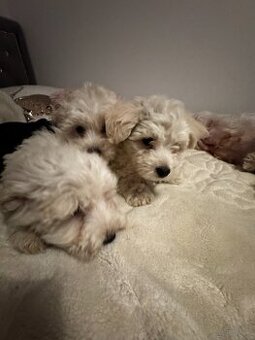 Szczeniaki – mix West Highland White