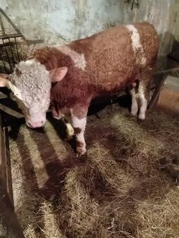 Sprzedam 2 ćwiartki byczka 8 miesięcznego