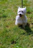 West Highland White Terrier - krycie