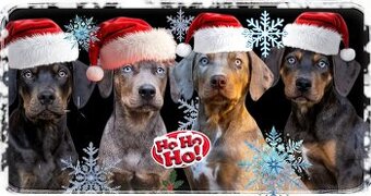 Catahoula Leopard Dog - 1