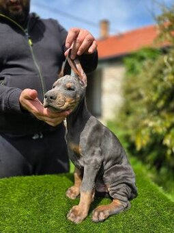 NIEBIESKIE KOPIOWANE SZCZENIĘTA DOBERMANA Z RODOWODEM FCI