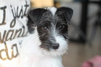Parson Russell terrier piesek rodowodowy FCI