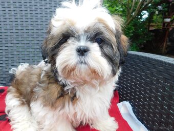 Sunia shih tzu Bibi