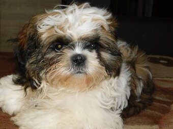 Sunia  shih tzu Bibi