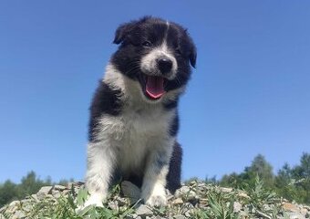 Rasowa i radosna suczka BORDER COLLIE - pełną dok. przebadan