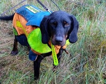 Reproduktor rasy GOŃCZY POLSKI tropiciel zaprasza suczki