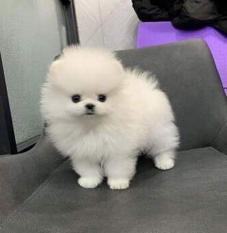 Sprzedam szczenięta pomeraniana.