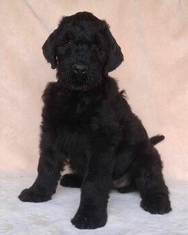 Czarny terier rosyjski - szczeniak