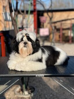 Shih Tzu PP ( shihtzu, sicu)