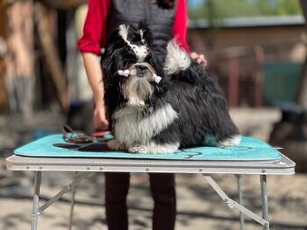 Shih Tzu PP ( shihtzu, sicu)