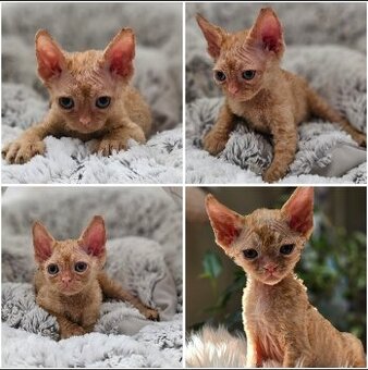 Devon rex z rodowodem