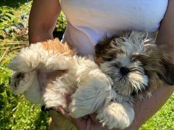 Psy rasy shih-tzu