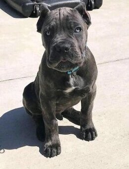 Szczenięta rasy Cane Corso na sprzedaż.