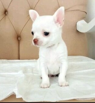 Szczenięta rasy chihuahua na sprzedaż.