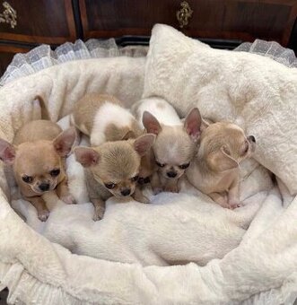 Malutkie szczenięta rasy chihuahua do adopcji.