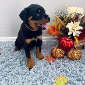 Sprzedam szczenięta rasy rottweiler.