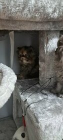 Na sprzedaż dwa kotki perskie