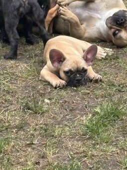 Buldogi francuskie