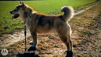 Shiba Inu - czerwony, roczny samczyk