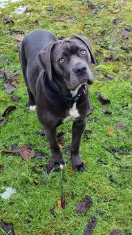 Cane Corso suka 14 miesięcy