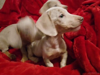 Jamnik miniaturka merle izabell lub gładki izabell